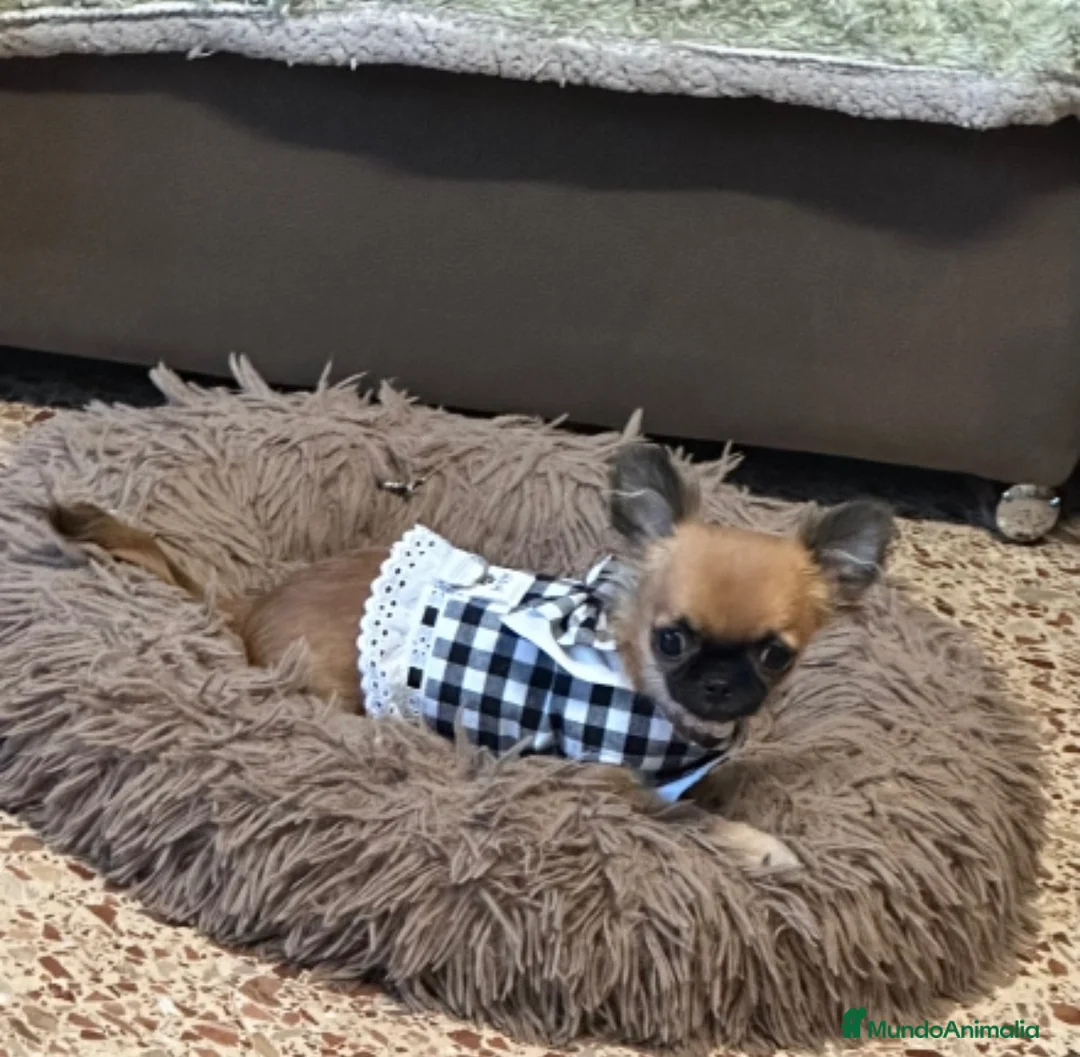 Chihuahua perros en venta: Preciosos chihuahuas  - Anuncio 7