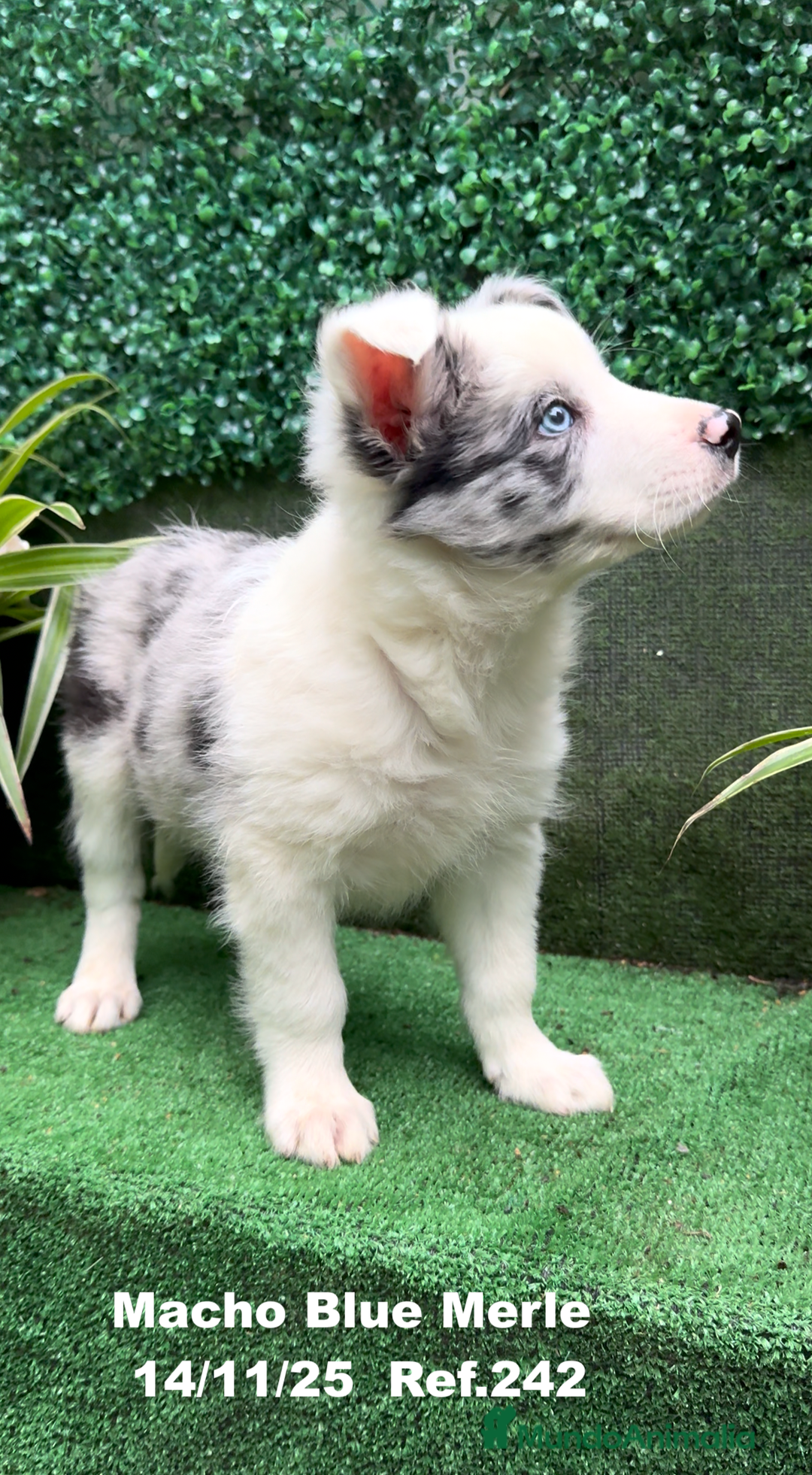 Border Collie perros en venta: Border Collie De Villa Biznaga - Anuncio 6