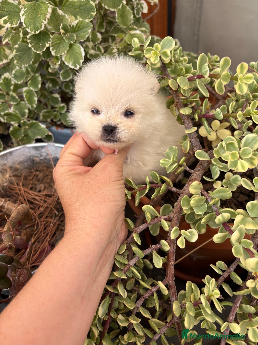 Pomerania perros en venta: Pomerania mini toy macho y hembra  - Imagen 3