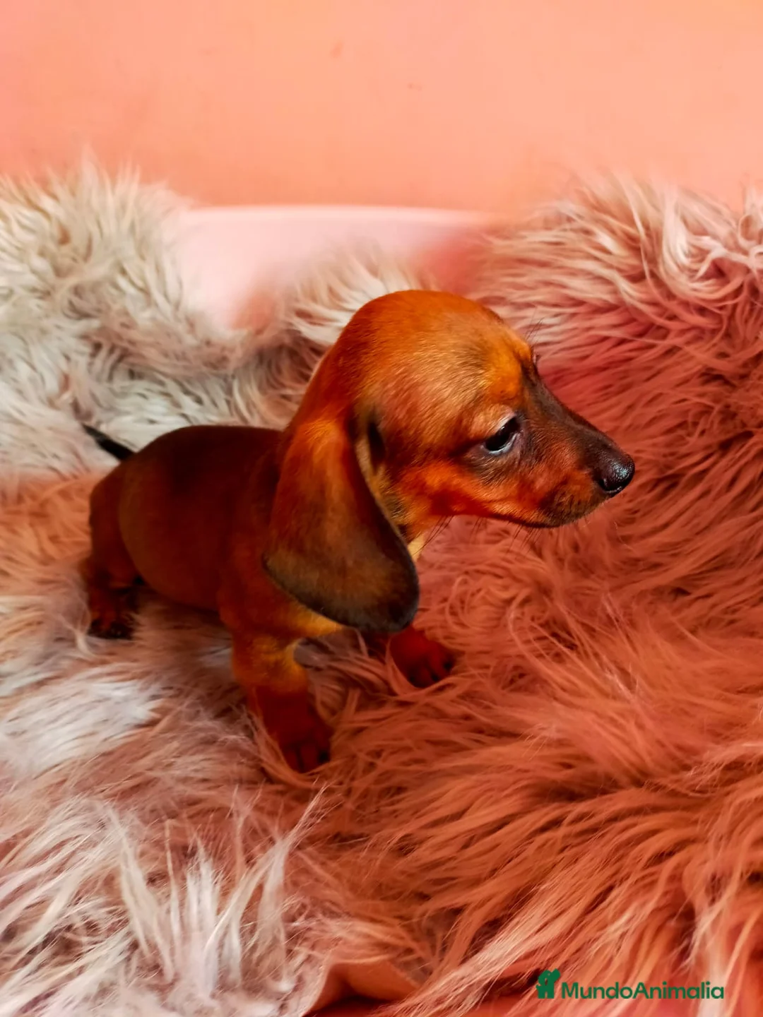 Teckel perros en venta: Teckel miniatura excelente calidad 601144783 en Valencia - Anuncio 12