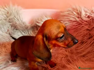 Teckel perros Teckel miniatura excelente calidad 601144783 - Anuncio 17