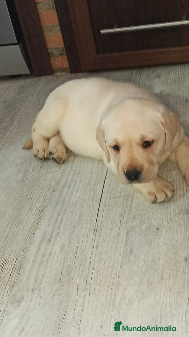 Labrador Rdorado Labrador retriever dorado en venta en Barcelona | MundoAnimalia