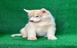 Raza Mixta perros en venta: Husky Siberiano y Lobo Artico - Imagen 6