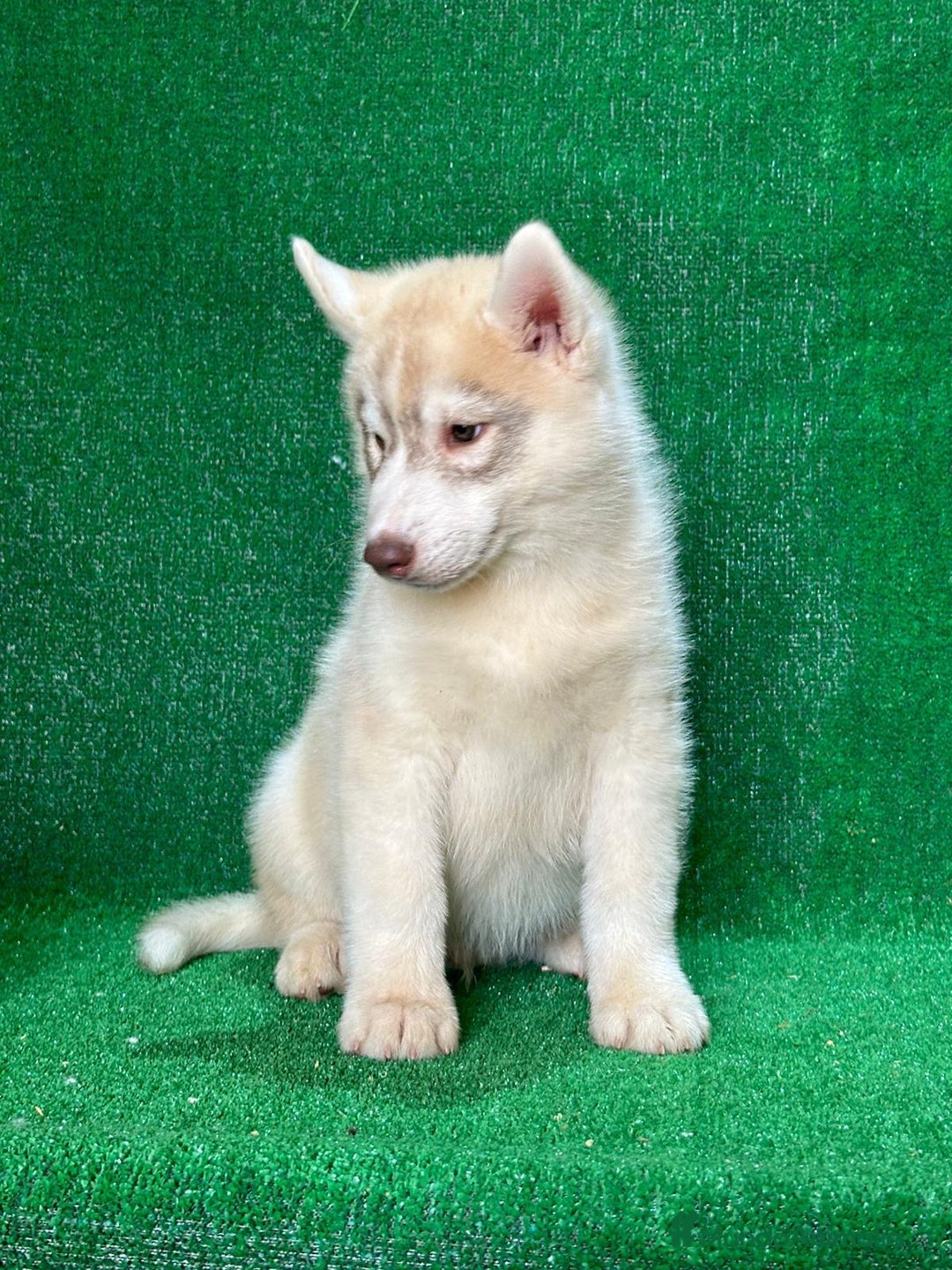Raza Mixta perros en venta: Husky Siberiano y Lobo Artico - Imagen 6