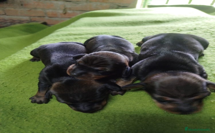 Teckel perros - Anuncio 3