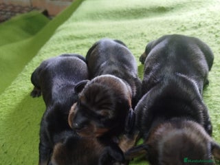 Teckel perros - Anuncio 30