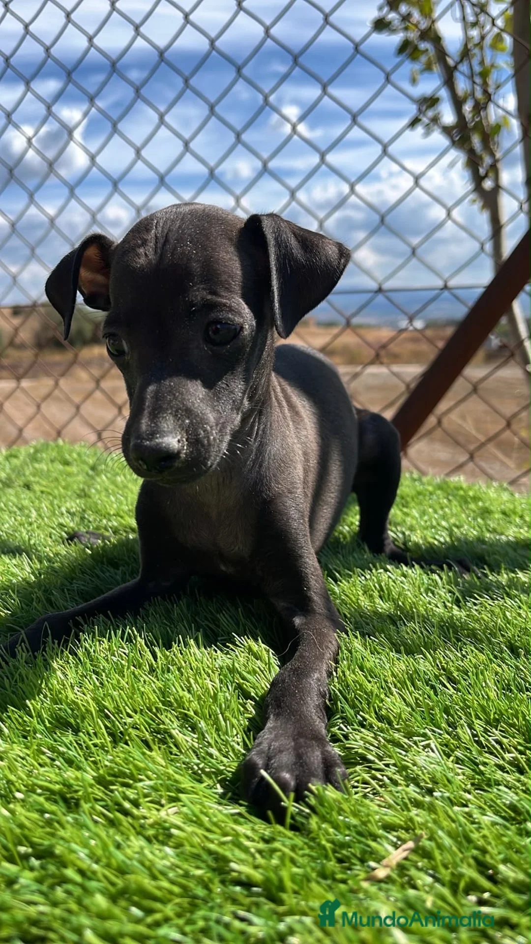 Pequeño Lebrel Italiano perros en venta: PEQUEÑO LEBREL ITALIANO (PICCOLO)  - Anuncio 7