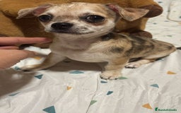 Chihuahua perros en venta: Precioso chihuahua merle - Imagen 1
