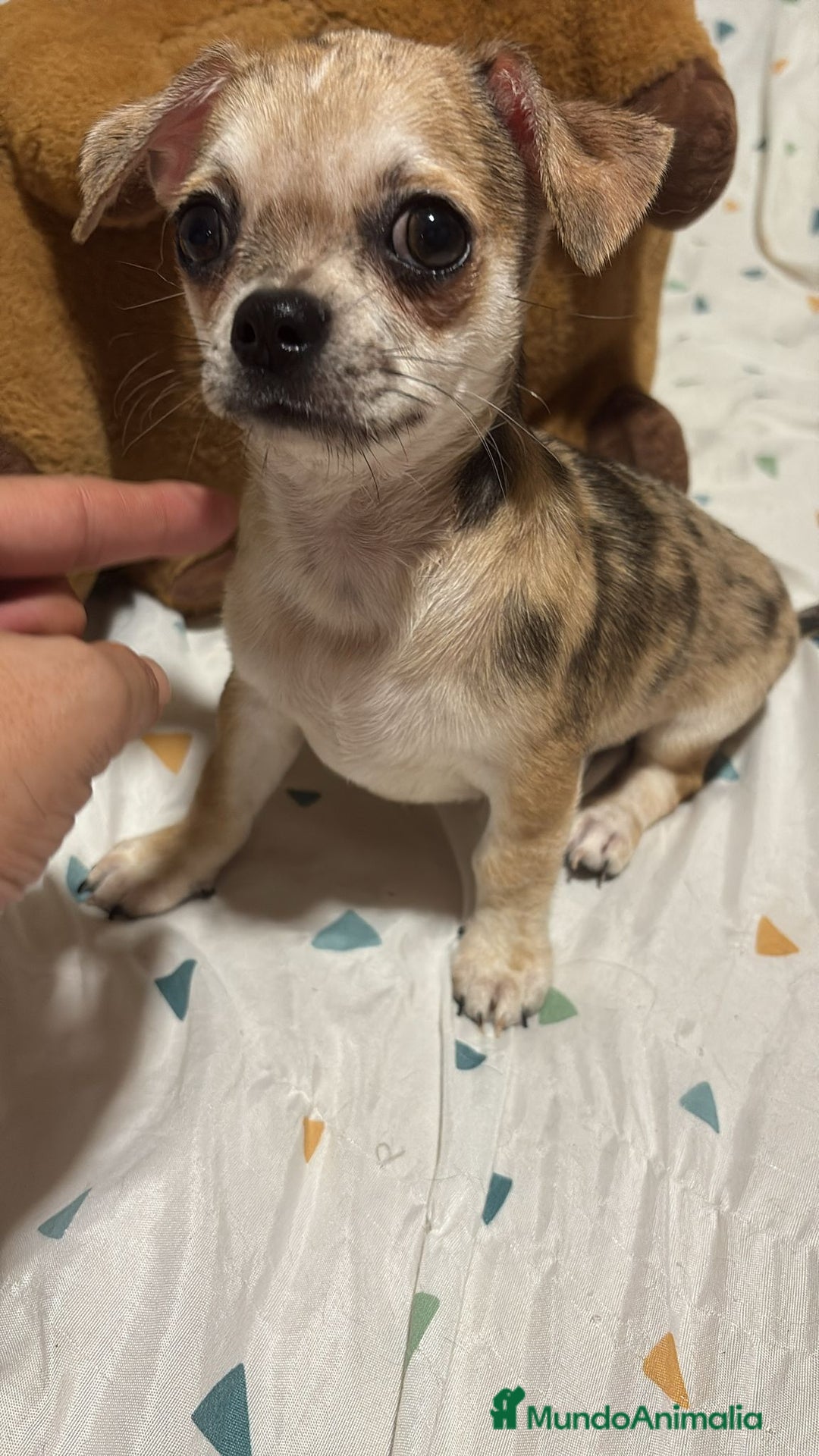 Chihuahua perros en venta: Precioso chihuahua merle - Imagen 1