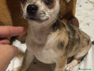Chihuahua perros - Anuncio 11