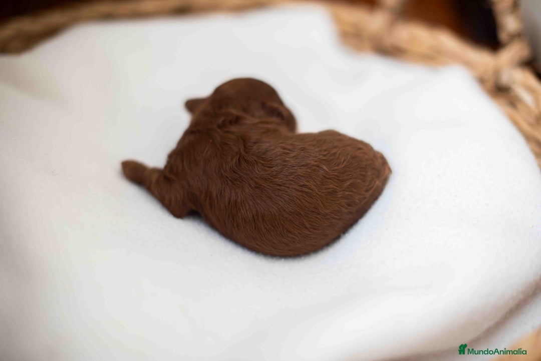 Caniche Toy perros en venta: Caniche toy rojo intenso - Anuncio 4