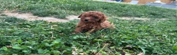 Caniche Toy perros en venta: Caniche Toy rojo  - Anuncio 2