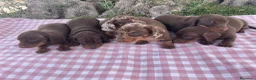 Teckel perros en venta: Cachorros Teckel  - Anuncio 16