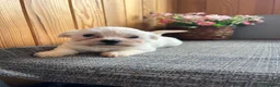 Bichón Maltés perros en venta: Cachorros de Bichon Maltés  - Anuncio 2