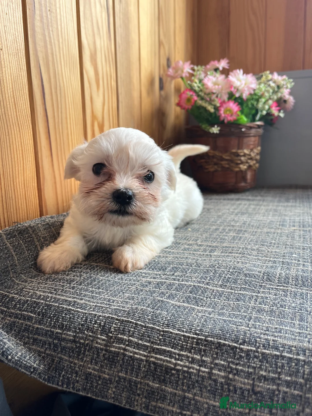 Bichón Maltés perros en venta: Cachorros de Bichon Maltés  - Anuncio 2