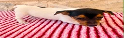 Jack Russell Terrier perros en venta: Jack Russell terrier  - Anuncio 13