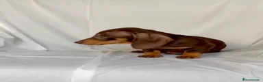 Teckel 1