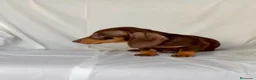 Teckel perros en venta: Camada de Teckel - Anuncio 5