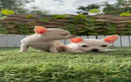 Chihuahua perros en venta: CHIHUAHUA HEMBRA BLANCA - Imagen 13
