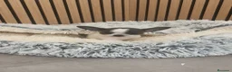 Chihuahua perros en venta: Chihuahua Toy Machitos  - Anuncio 14
