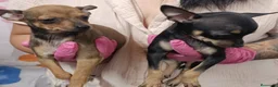Ratón de Praga perros en venta: Ratón de Praga  - Anuncio 4