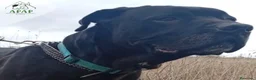 Cane Corso perros en adopcion: THAI busca hogar - Anuncio 3