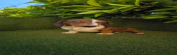 Teckel Miniatura perros en venta: teckel arlequin daple macho - Anuncio 10