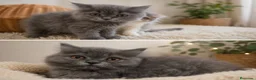Persa gatos en venta: Persas en Madrid - Anuncio 1