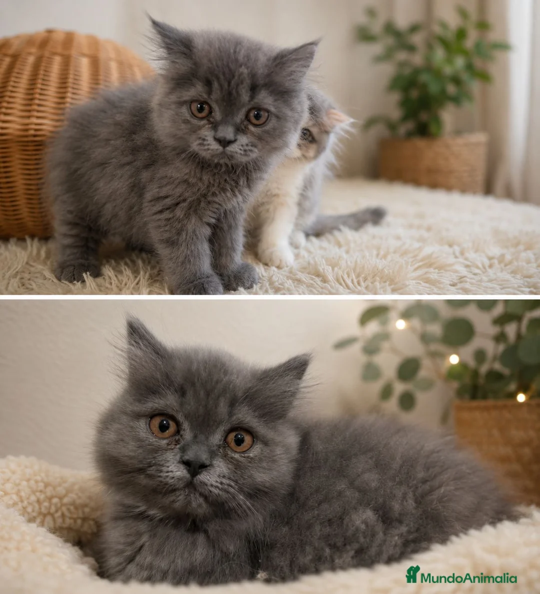 Persa gatos en venta: Persas en Madrid - Anuncio 1