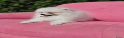 Pomerania perros en venta: Pomerania  - Anuncio 5
