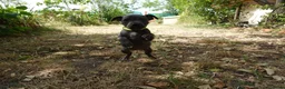 Staffordshire Bull Terrier perros en venta: Staffordshire bull terrier - Anuncio 18