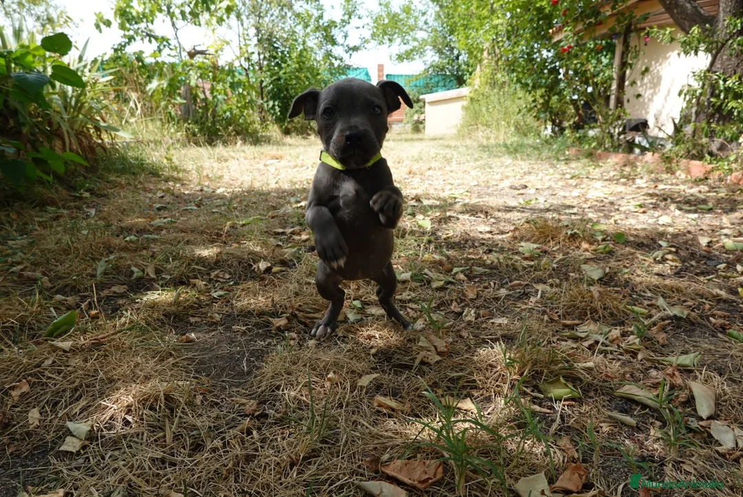 Staffordshire Bull Terrier perros en venta: Staffordshire bull terrier - Anuncio 18