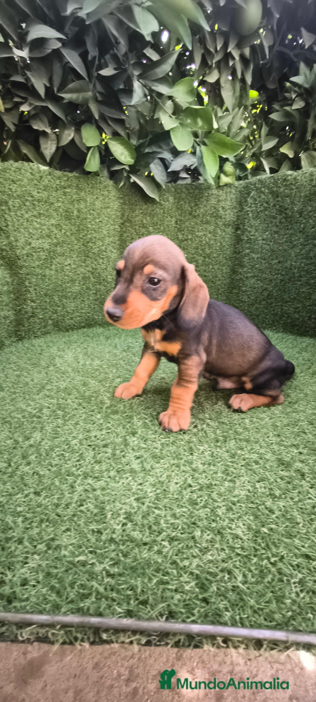 Teckel Miniatura perros en venta: teckel miniatura  - Imagen 2