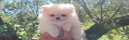 Pomerania perros en venta: POMERANIA - Anuncio 1