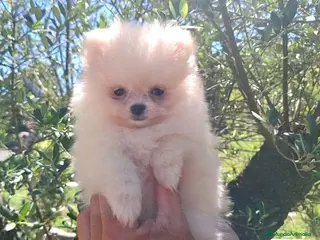 Pomerania perros POMERANIA - Anuncio 10