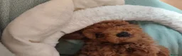 Caniche Toy perros en venta: ULTIMO ❗❗❗ en Madrid - Anuncio 4