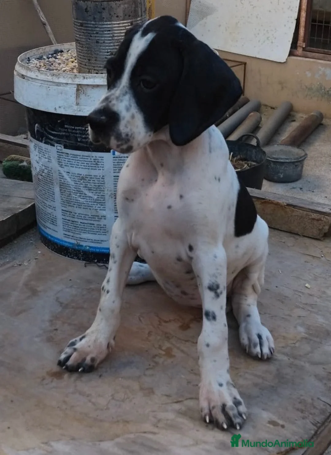 Pointer perros en venta: Excelente cachorro pointer  - Anuncio 2