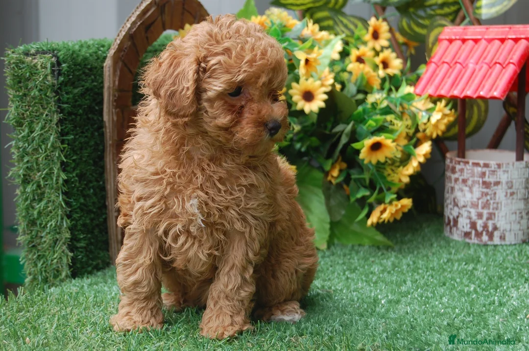 Caniche Toy perros en venta: Preciosa camada de Caniche toy  en Granada - Anuncio 8