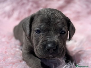 Cane Corso perros - Anuncio 8