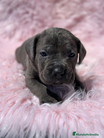 Cane Corso perros - Anuncio 7