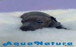 Pequeño Lebrel Italiano perros en venta:  Lebrel Italiano Hembra 1 de BN y Omega AQUANATURA - Imagen 5