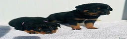 Rottweiler perros en venta:  Rottweiler  en Sevilla - Anuncio 20