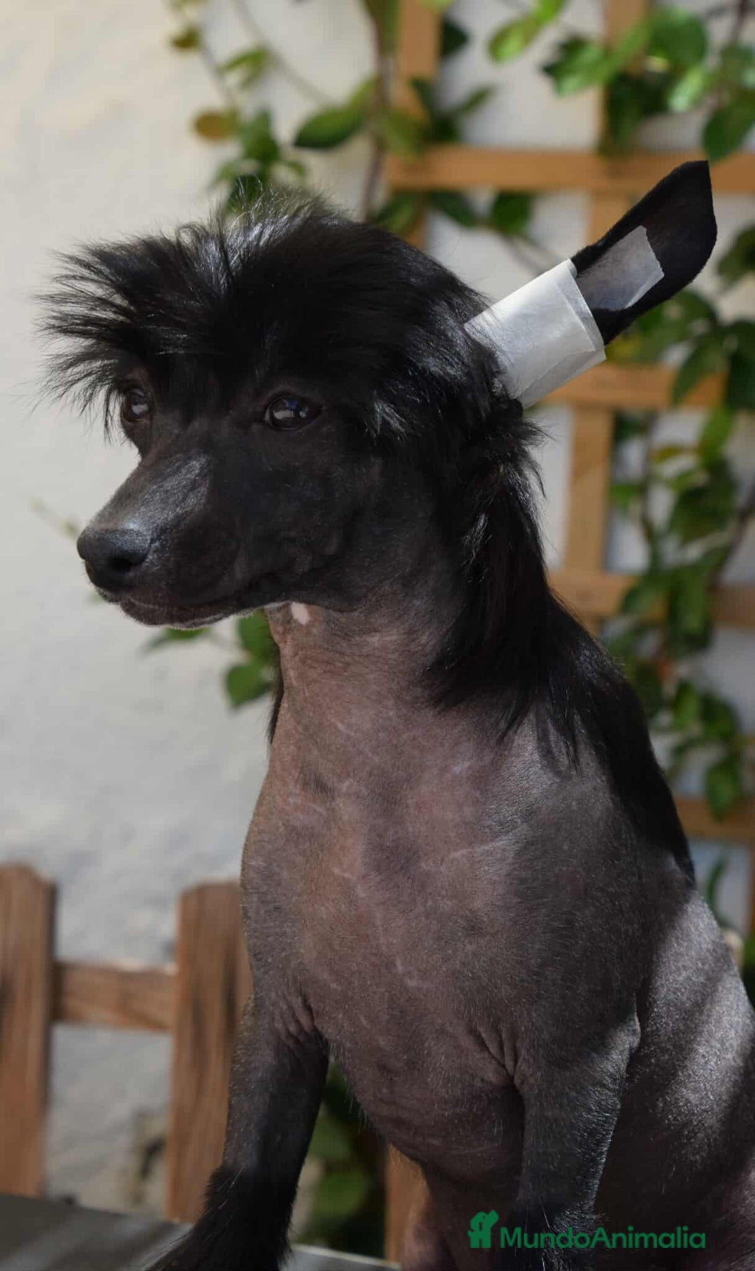 Perro Crestado Chino perros en venta: Cachorros crestado chino super calidad  - Imagen 3
