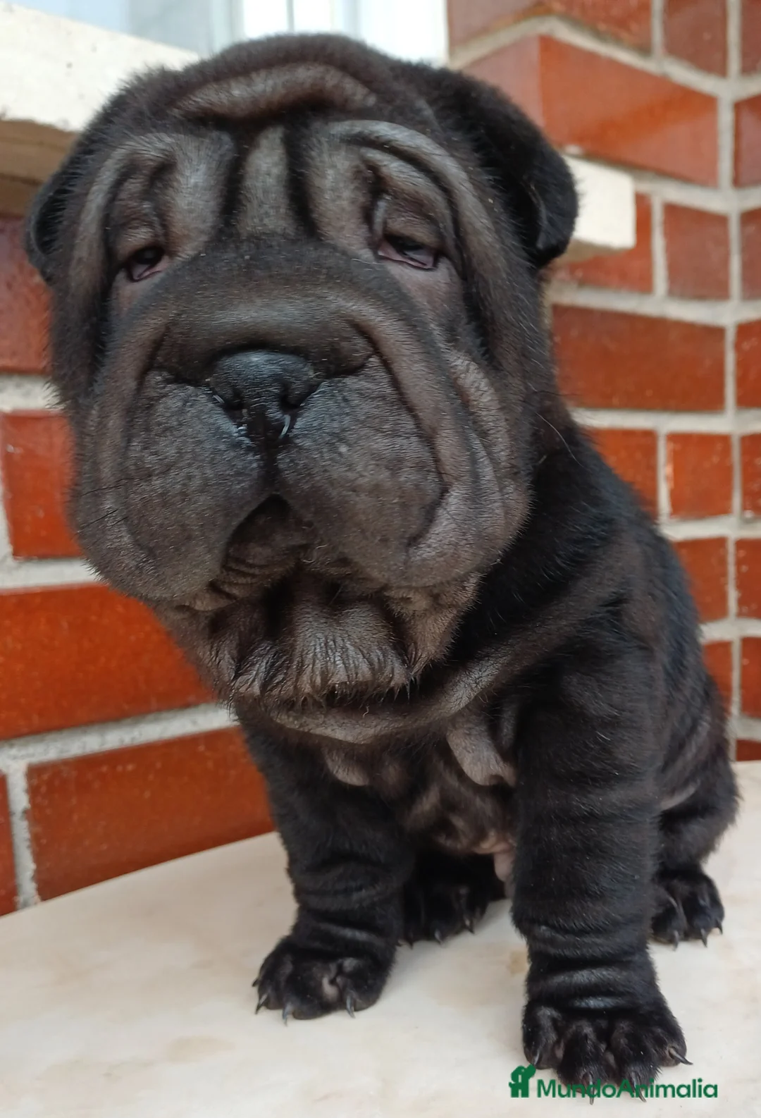 Shar Pei perros en venta: EXCELENTE CAMADA DE SHAR PEI - Anuncio 10