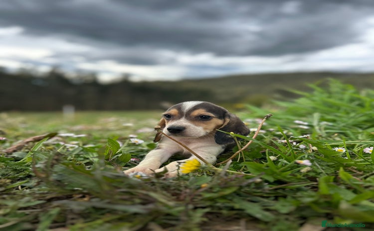 Beagle perros - Propaganda 1