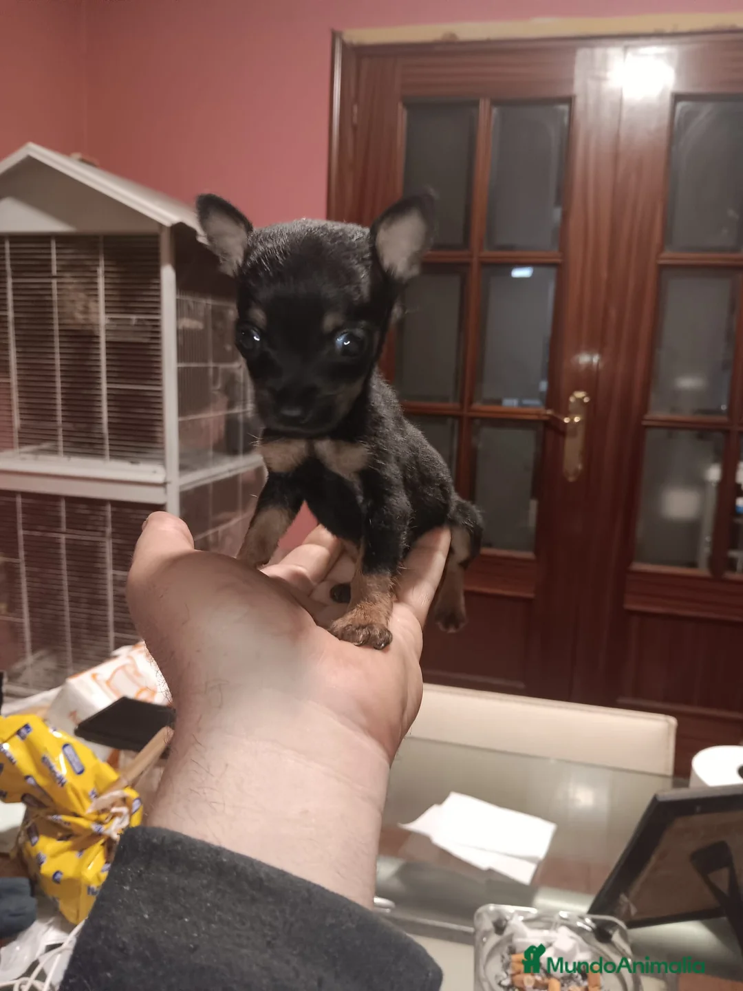 Ratón de Praga perros en venta: Ratón de Praga  - Anuncio 2