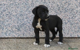 Dogo Alemán perros en venta: Dogo alemán/ gran danés  - Imagen 6
