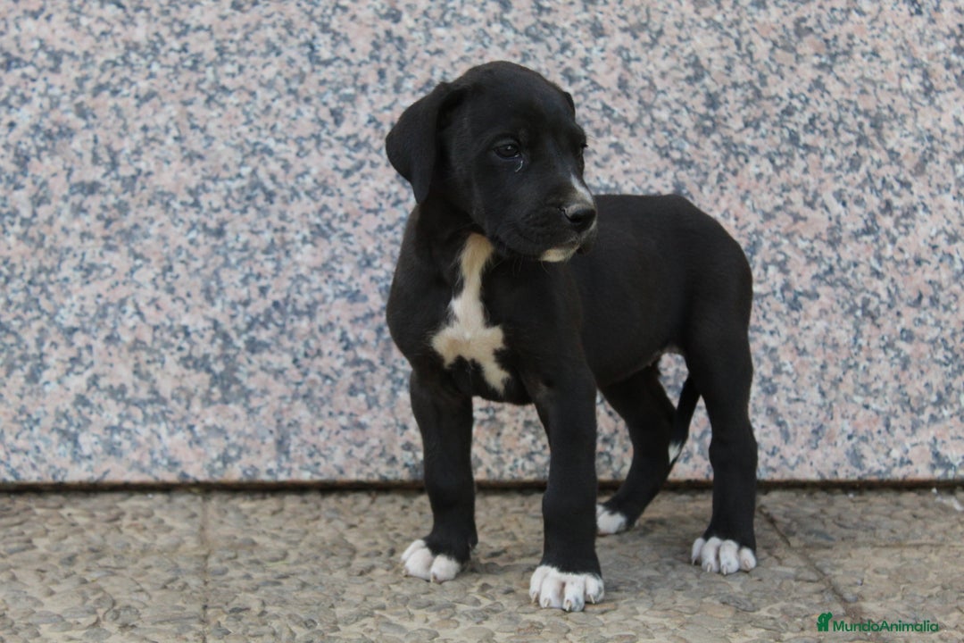 Dogo Alemán perros en venta: Dogo alemán/ gran danés  - Imagen 6