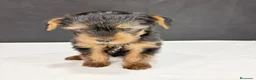 Yorkshire Terrier perros en venta: Yorkshire terrier  - Anuncio 14