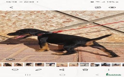 Terrier Alemán de Caza perros en venta: Disponible cachorros de Jagd terrier  - Imagen 4